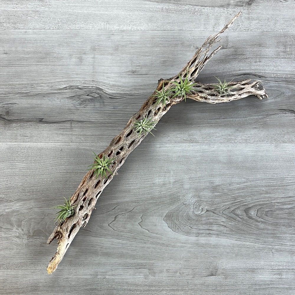 🔆AUR PLANT🔆 DRIED CACTUS DECORATION - Picture 5 of 12